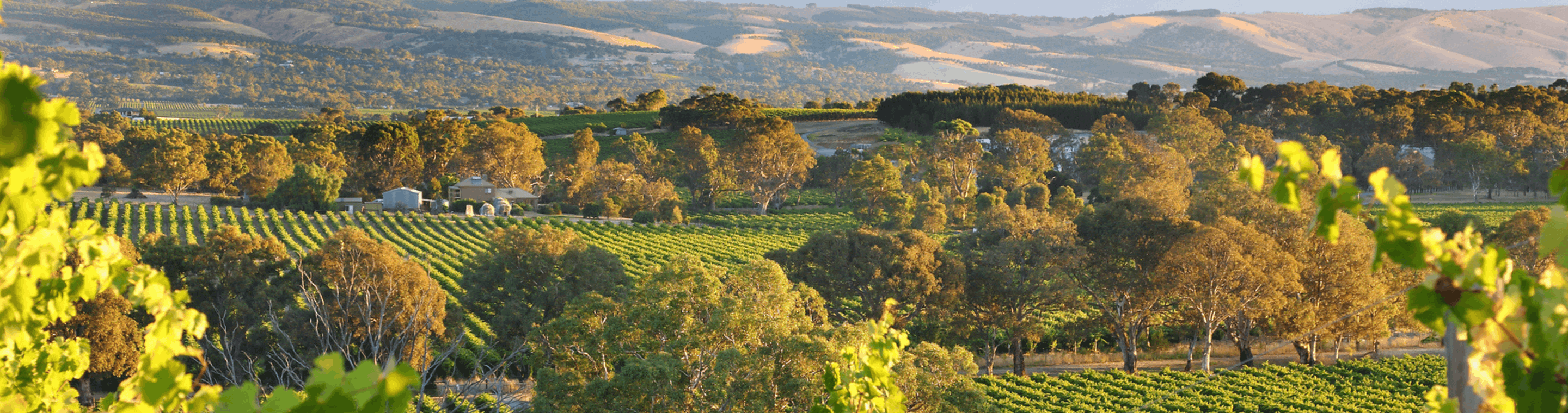 Bridge Lending Group Adelaide and Adelaide Hills team